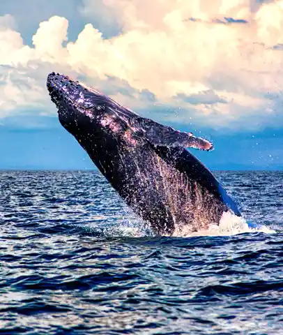Avistamienteo de ballenas
