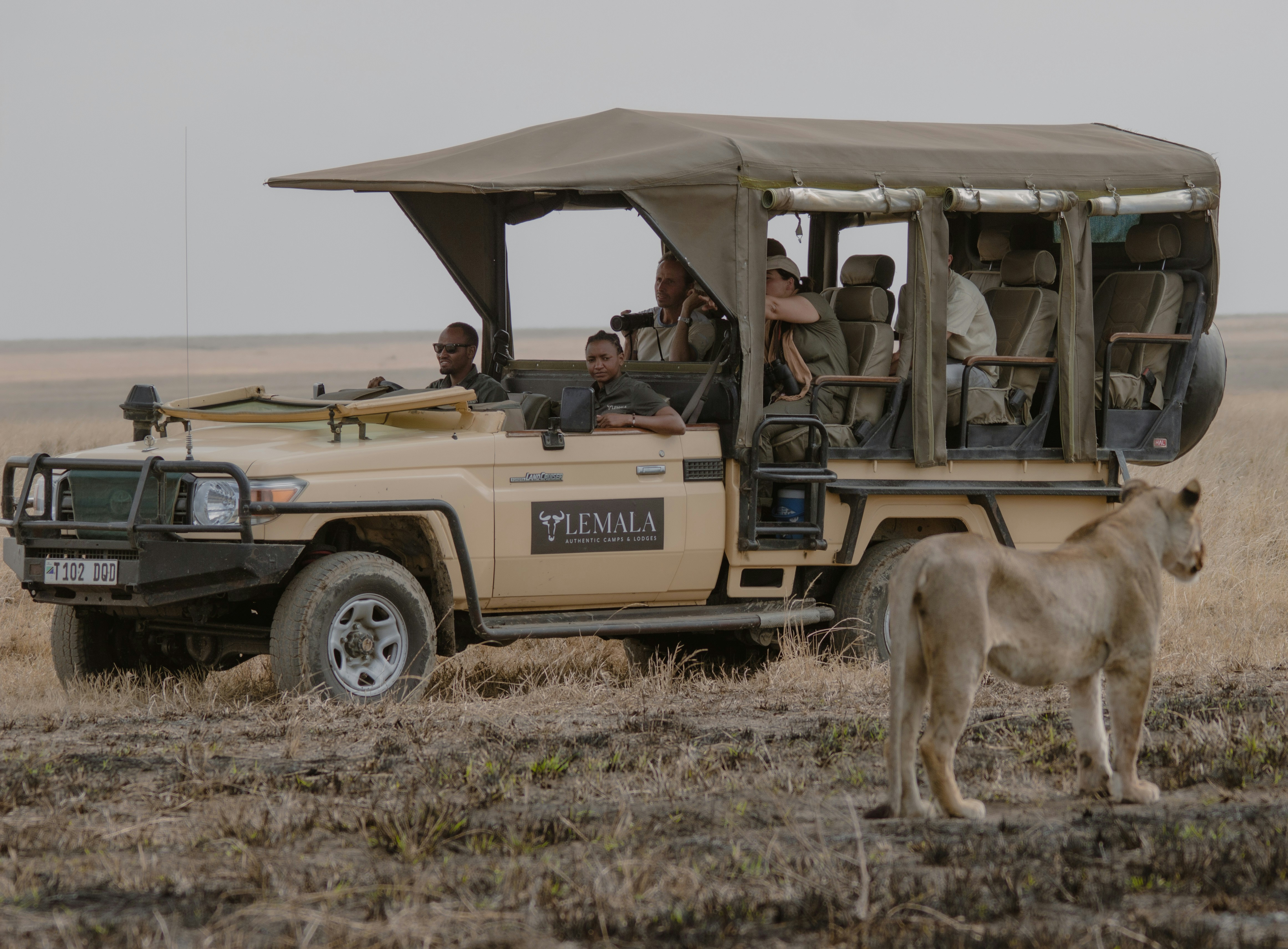 Safari guide with guests observing wildlife on the savanna