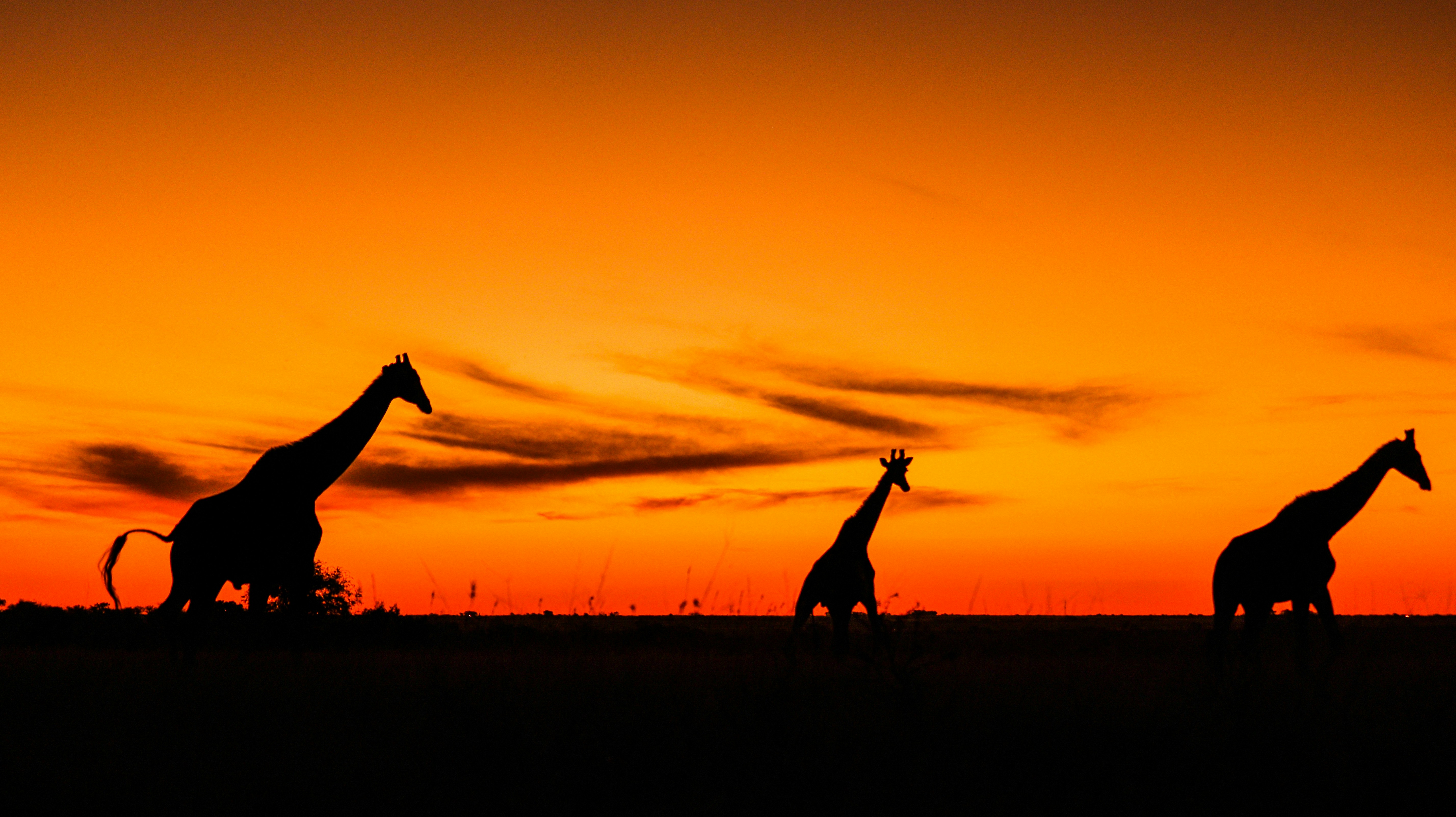 Safari vehicle at dusk with spotlight illuminating bush at night