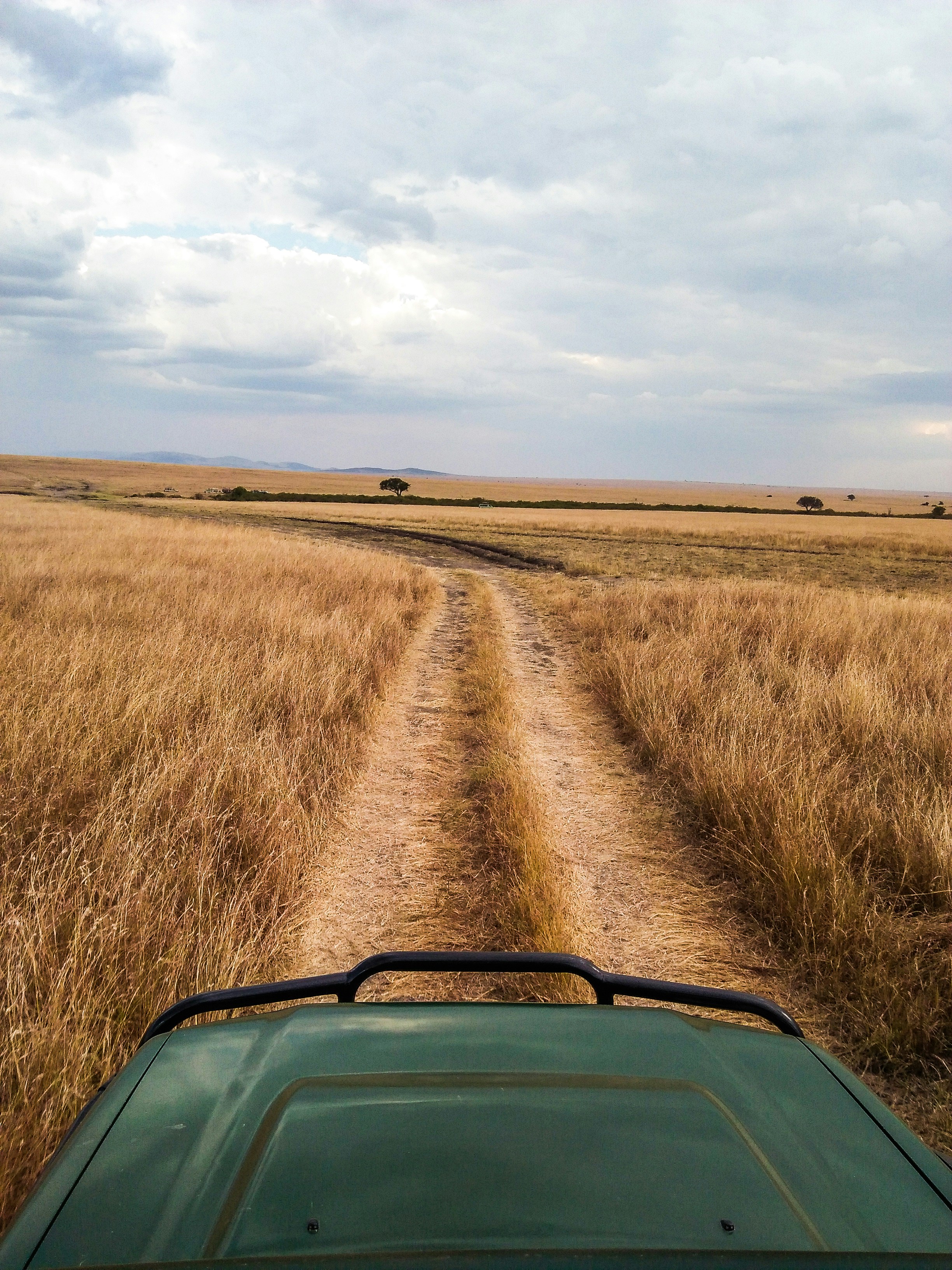 Safari vehicle on a game drive across golden savanna