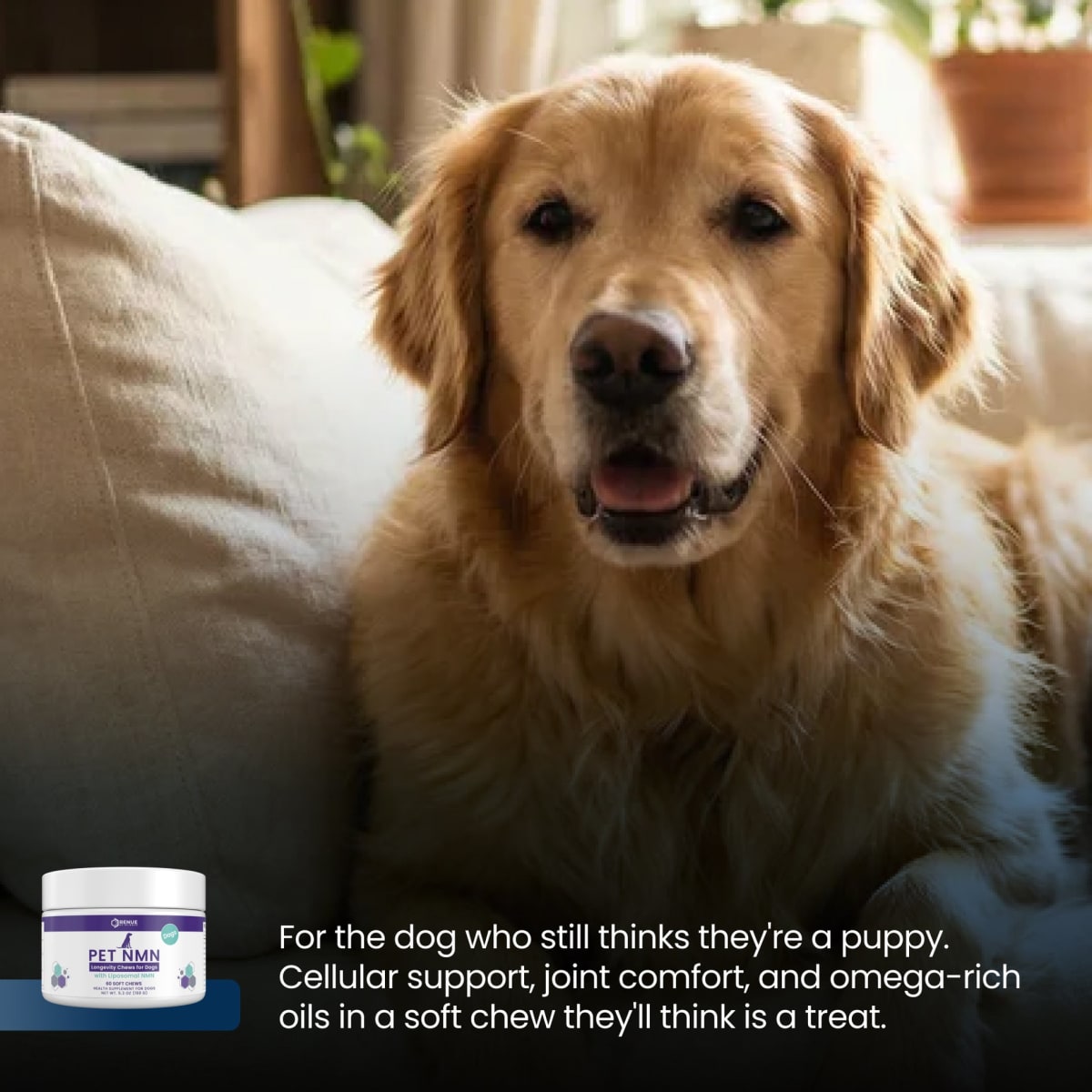 Dog during a relaxed everyday moment