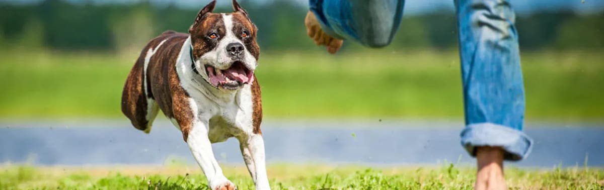 Older dog walking and playing with its owner