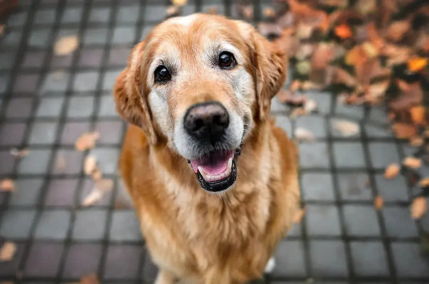 Senior golden retriever walking closely beside its owner in a park