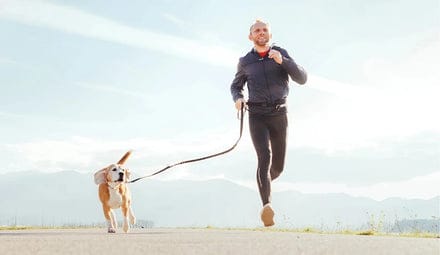 Mature dog walking calmly beside its owner on a tree-lined neighborhood path
