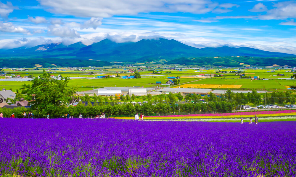 Farm Tomita Image1