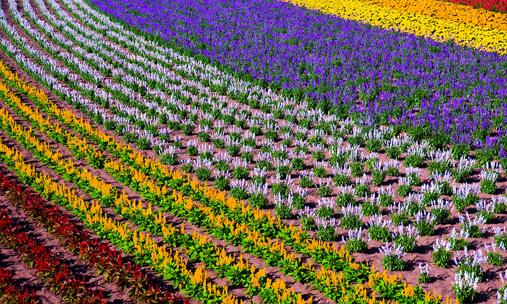 Farm Tomita Image2