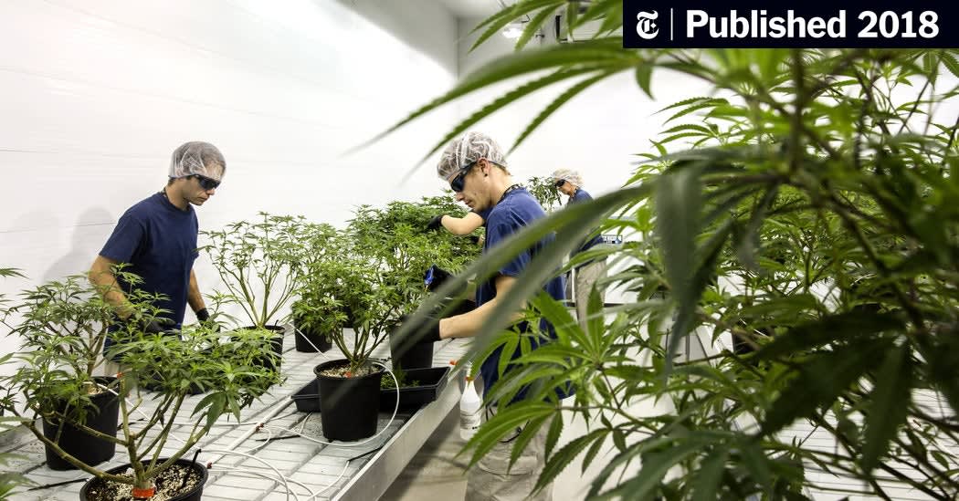 As States Legalize Marijuana, Investors See an Opportunity - The New York Times