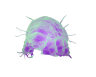 Tardigrade Security