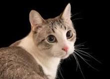babaee's avatar
