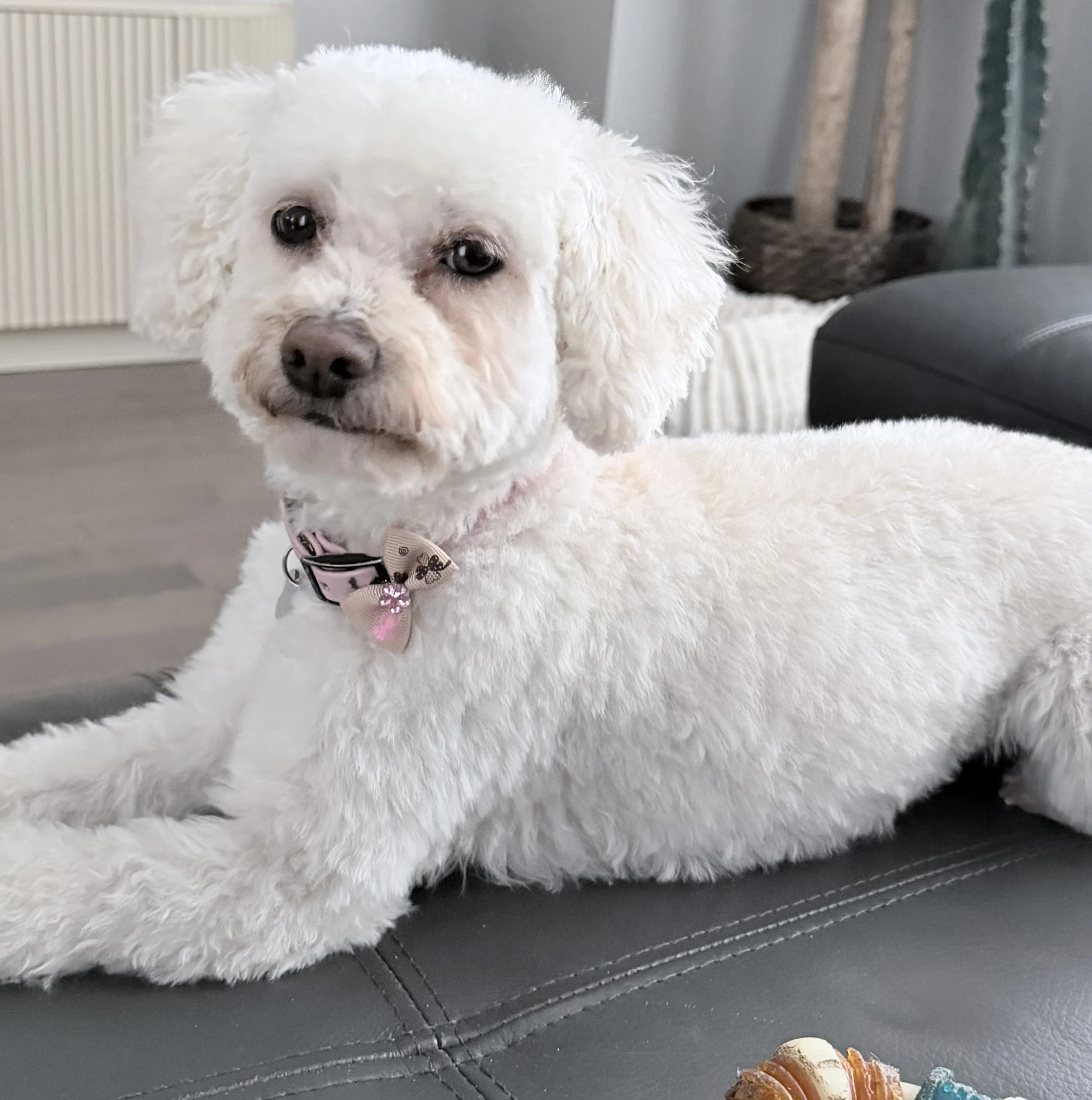 Coco sitting and looking at the camera.