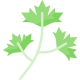 Icon of the ingredient Cilantro