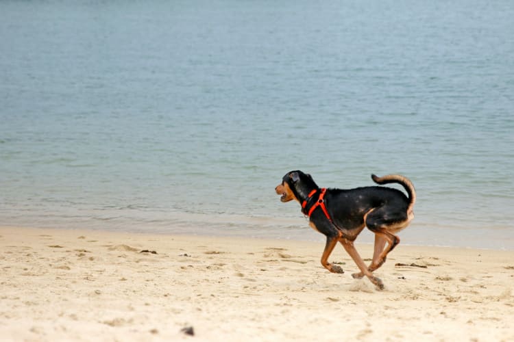Hundebadestrand