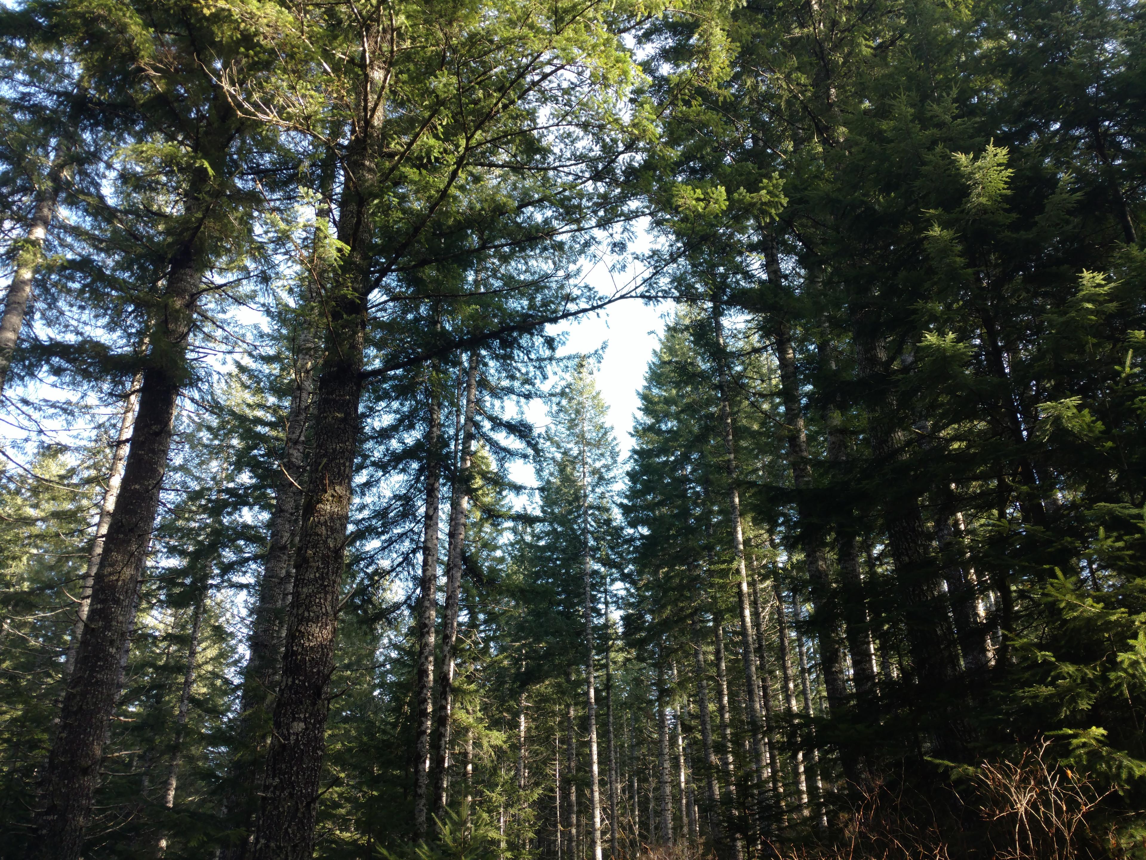 Forest of douglas fir trees