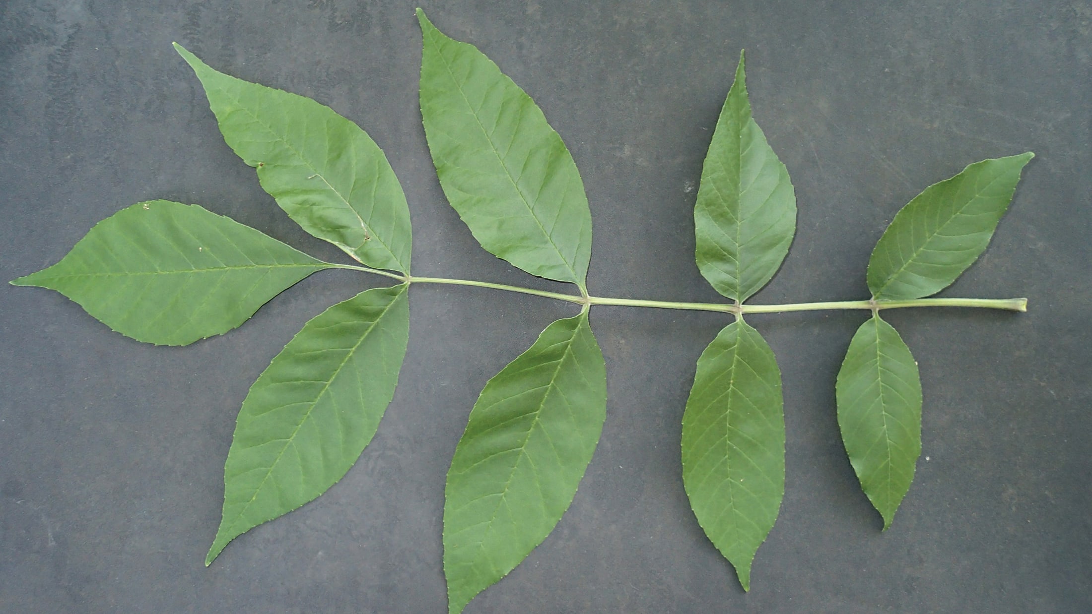 Quoi faire avec son frêne | Ville de Montréal