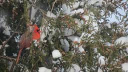 Cardinal dans un arbre enneigé