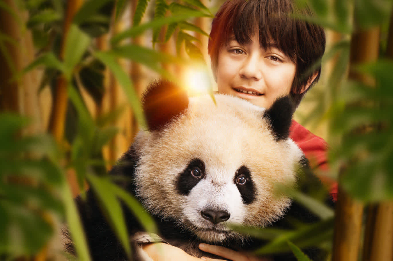 Moon le panda - Gilles de Maistre