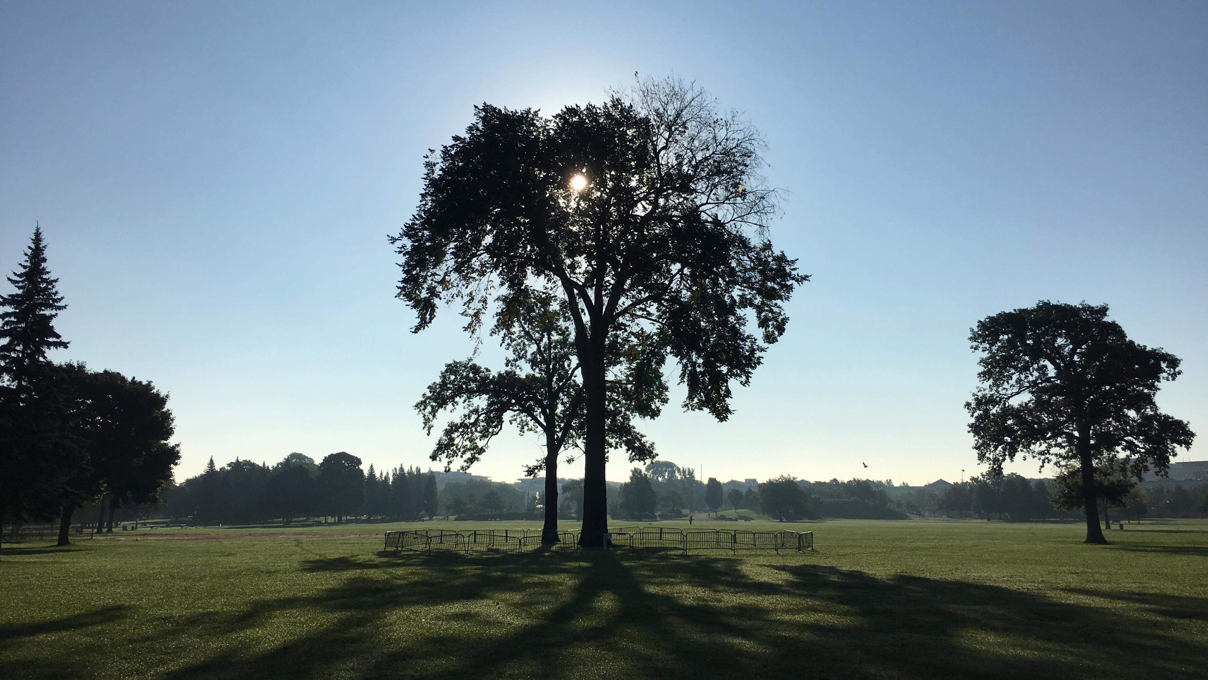 Orme centenaire du parc Jarry