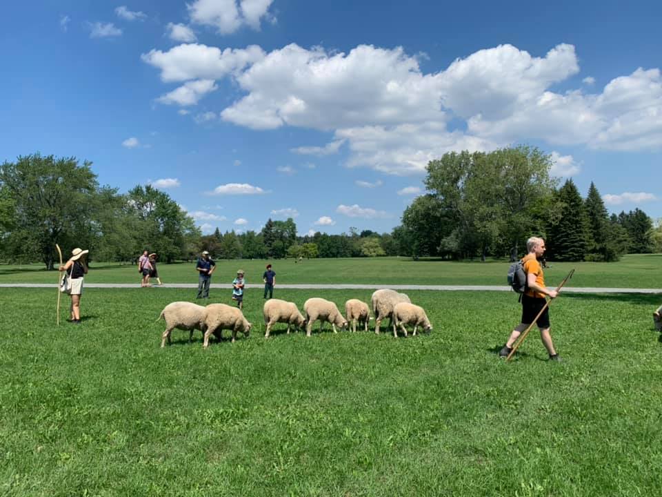 Mouton dans un parc