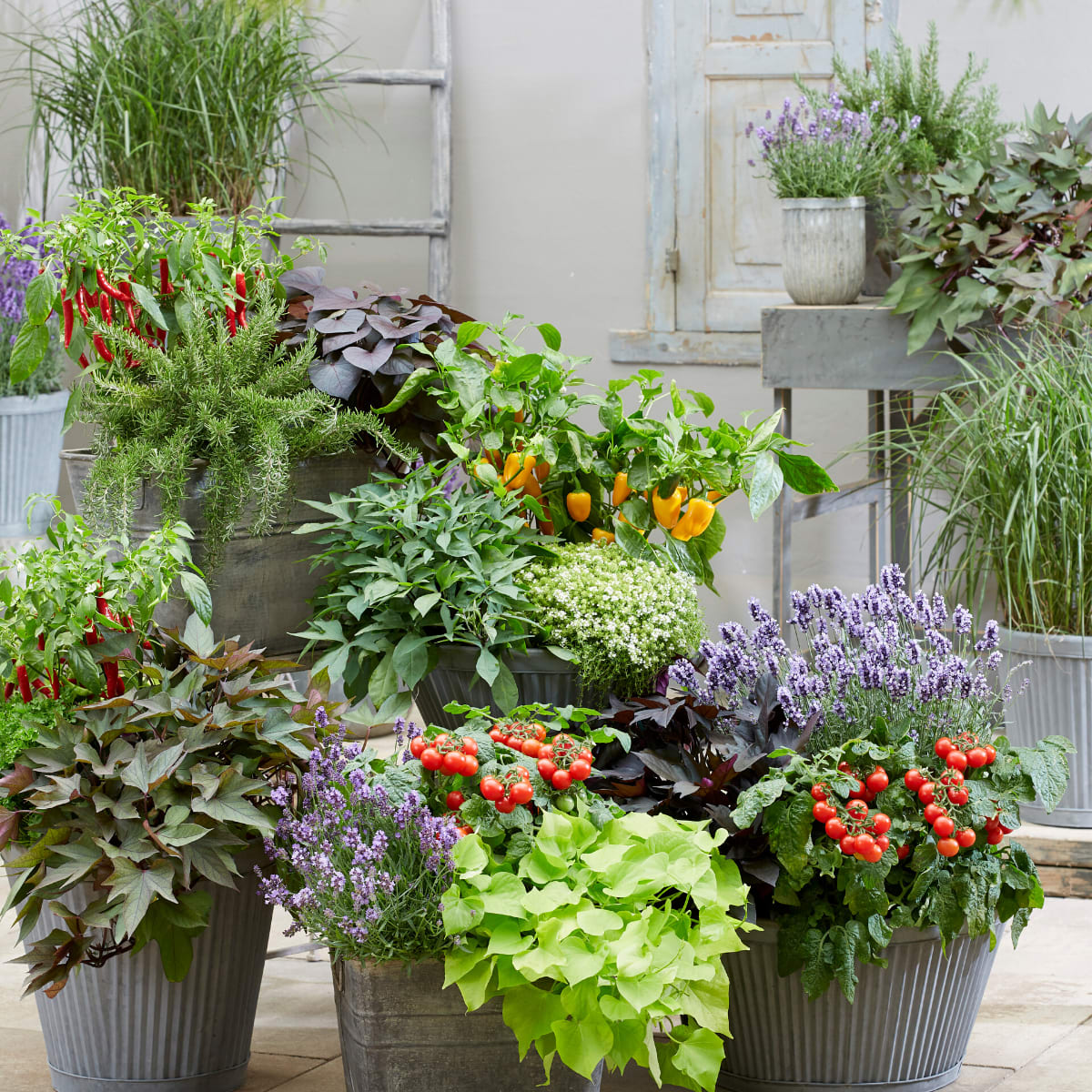 Jardin comestible