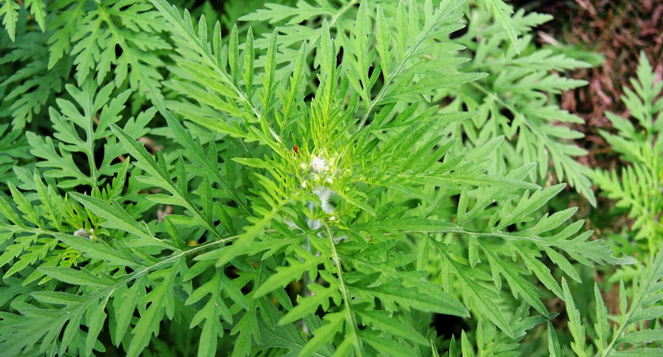 Herbe à poux.