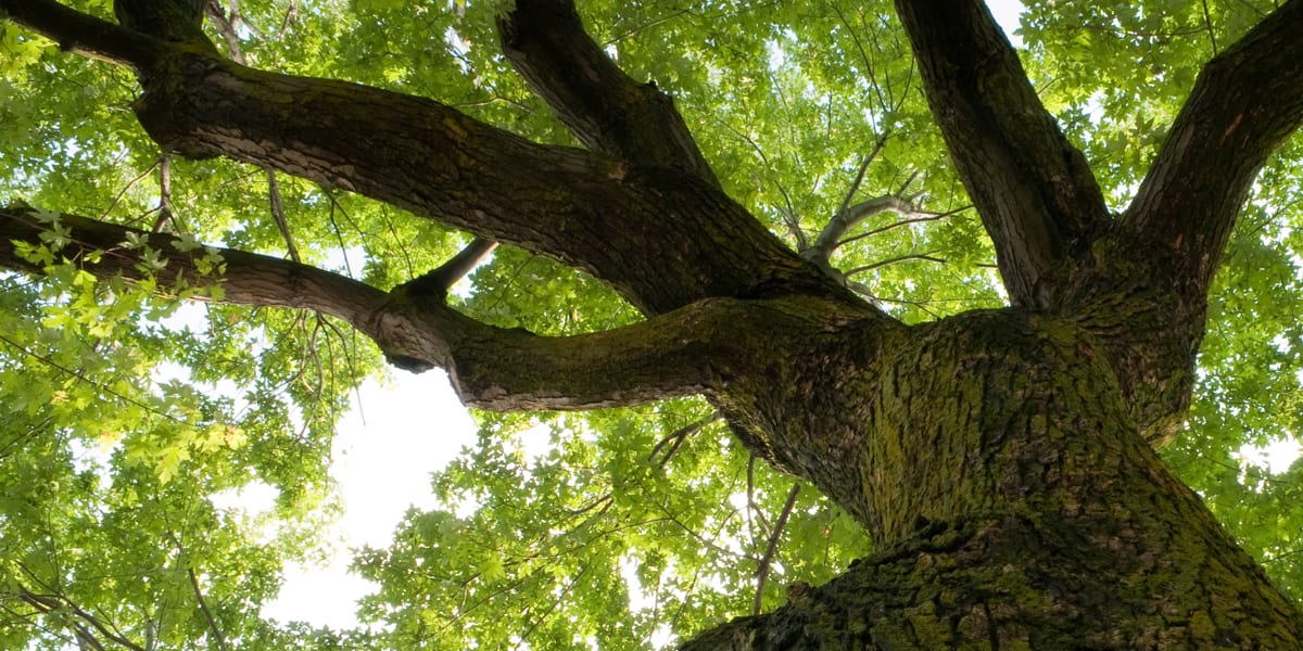Arbre