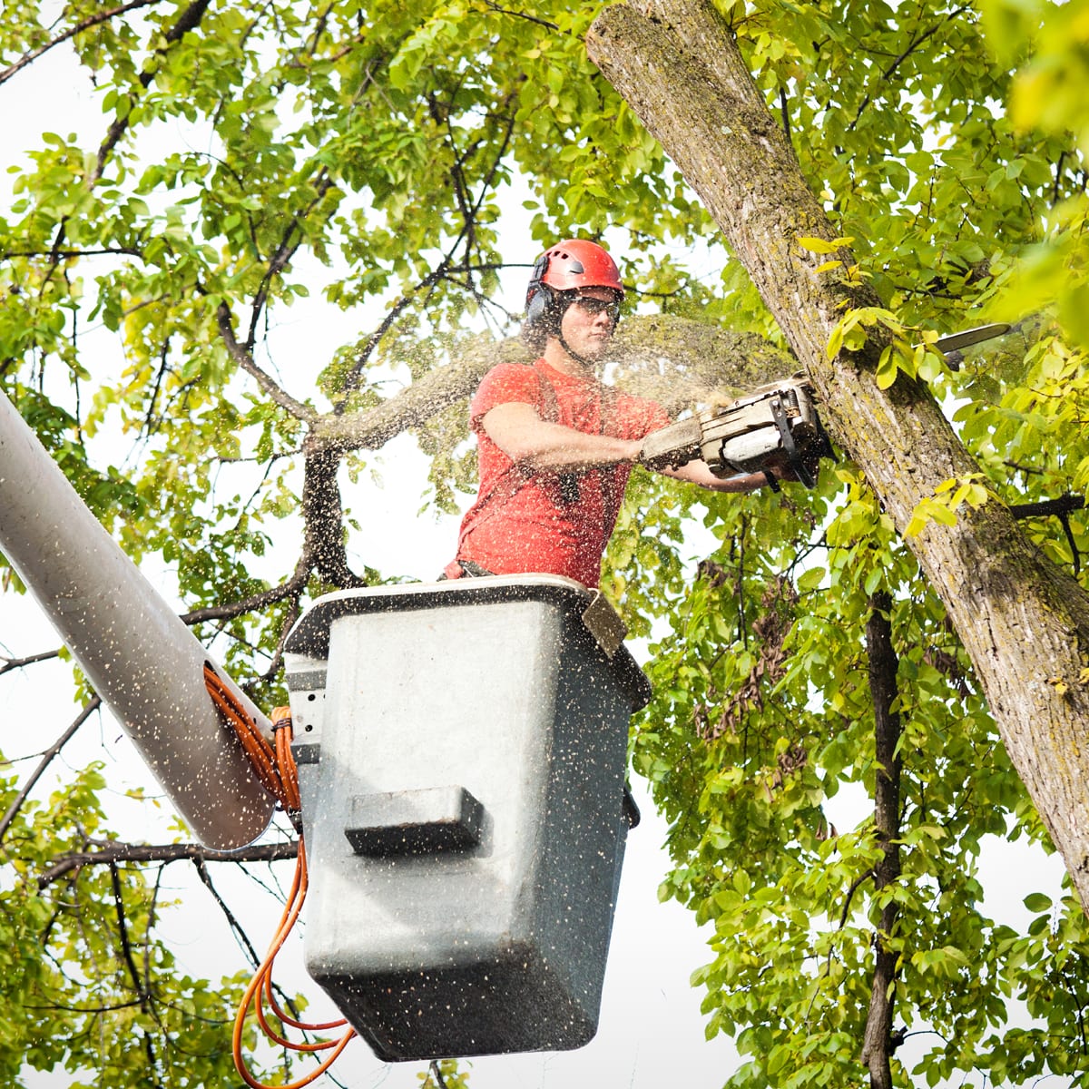 MHM - Permis abattage d'arbres MHM - Permis abattage d'arbres