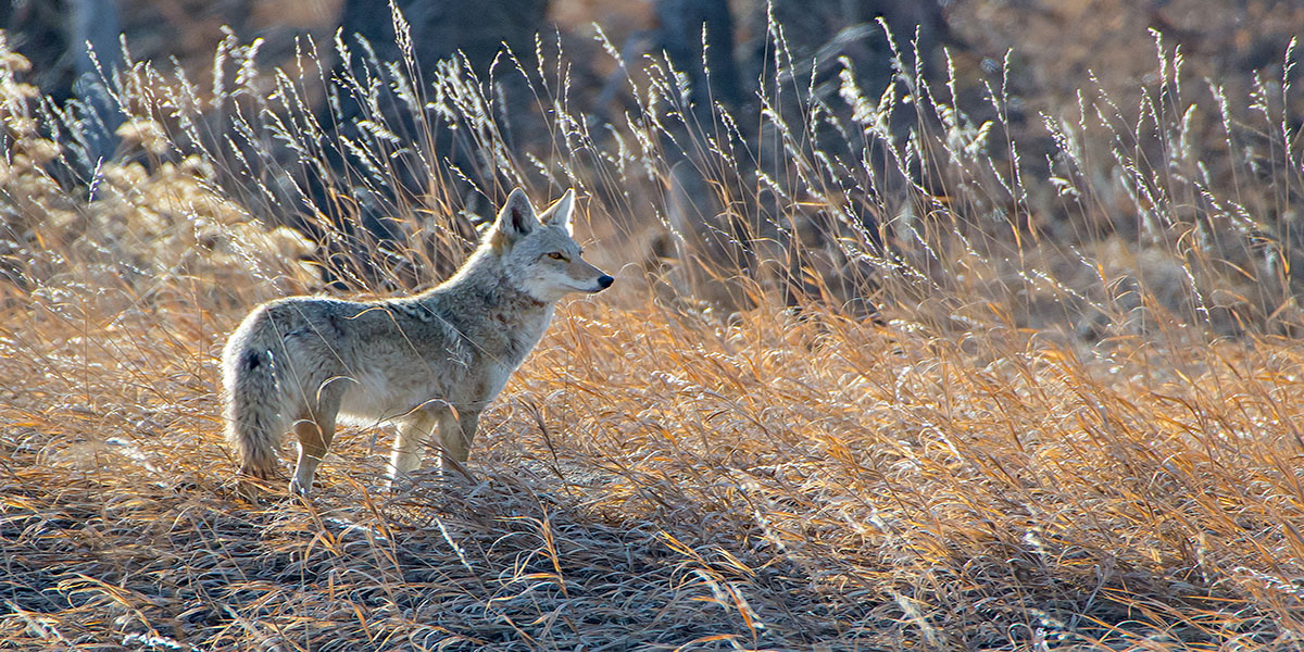 coyote dans un champ