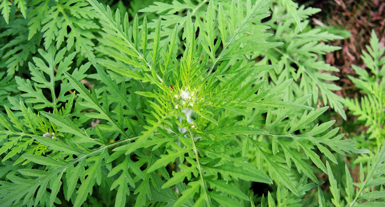 Herbe à poux.