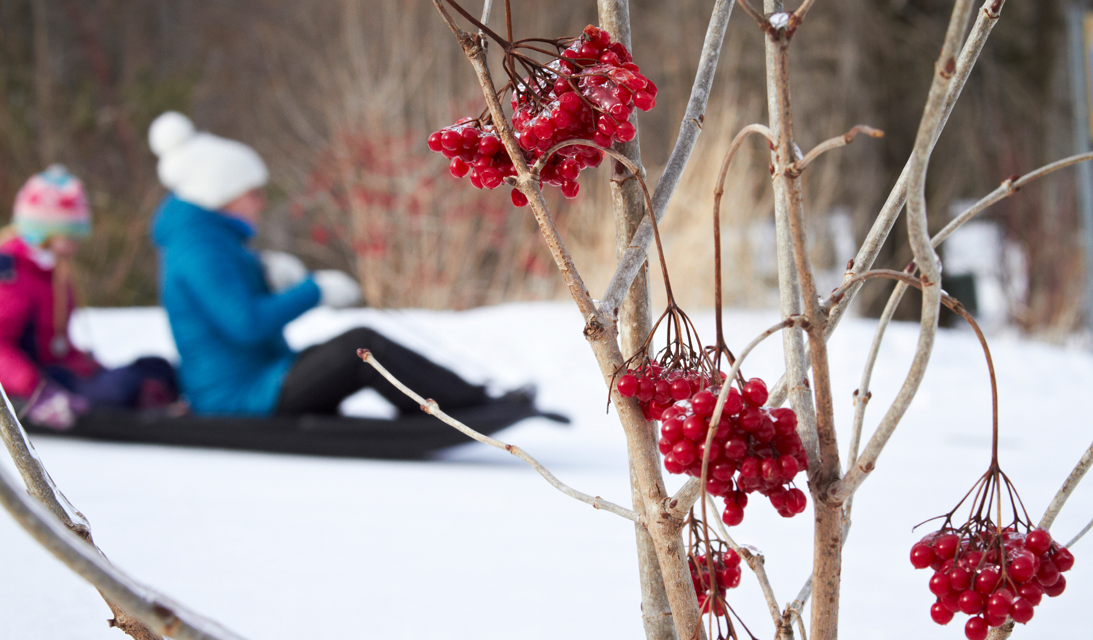 Where to go sledding in Montréal Ville de Montréal