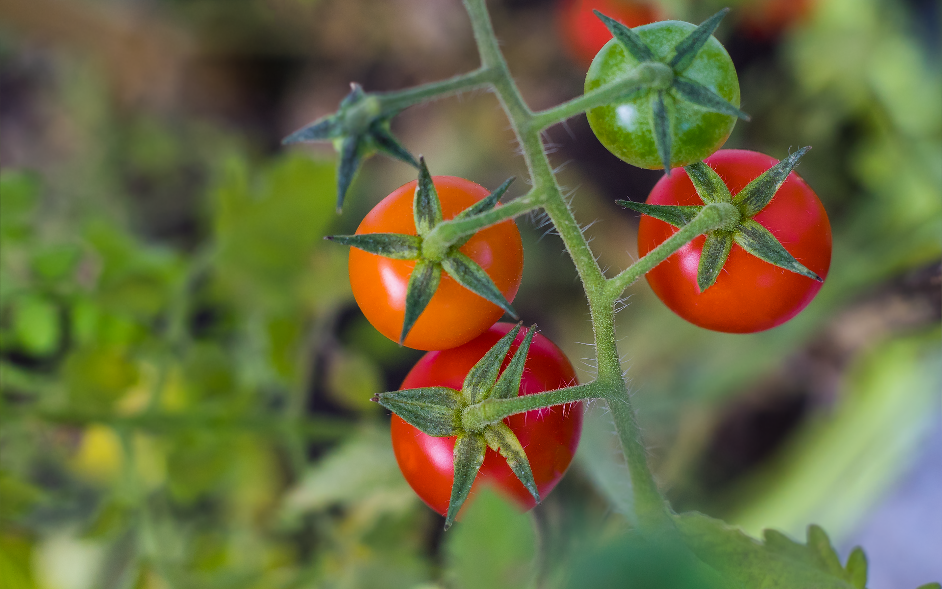 Tomate cerise