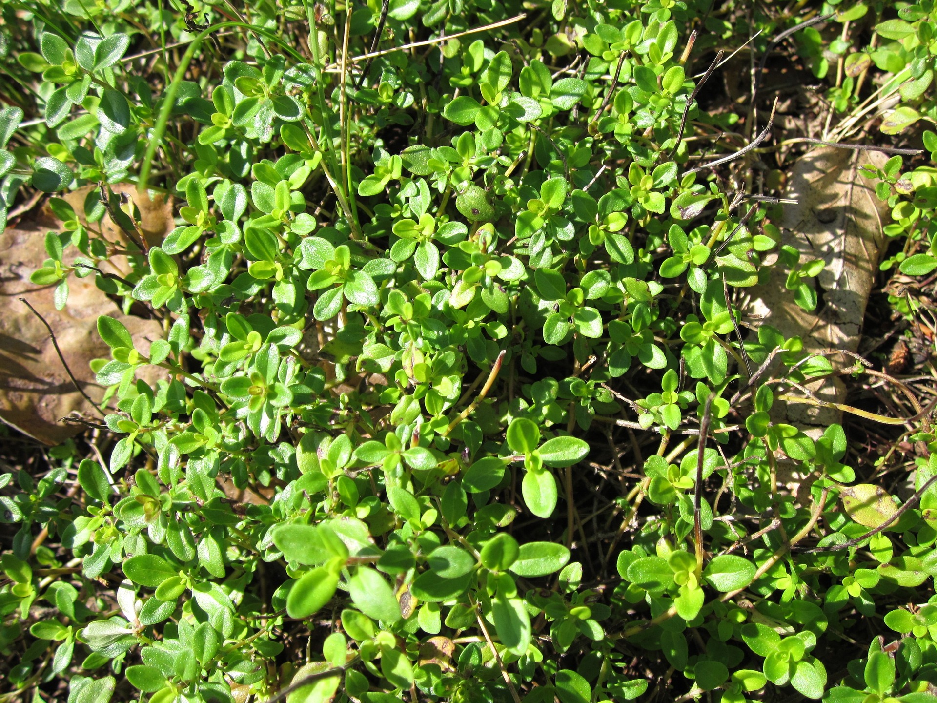 Thymus