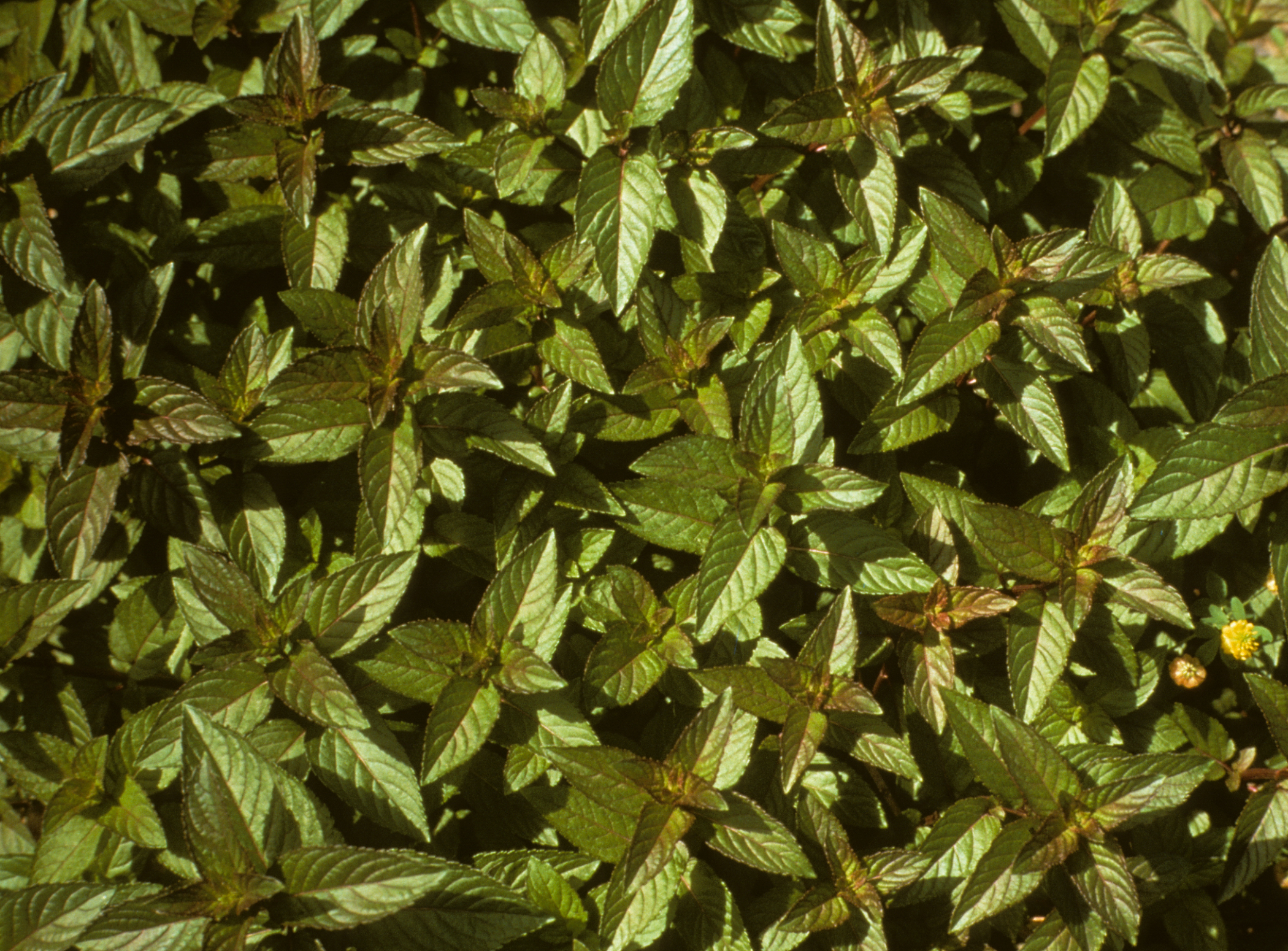 Menthe