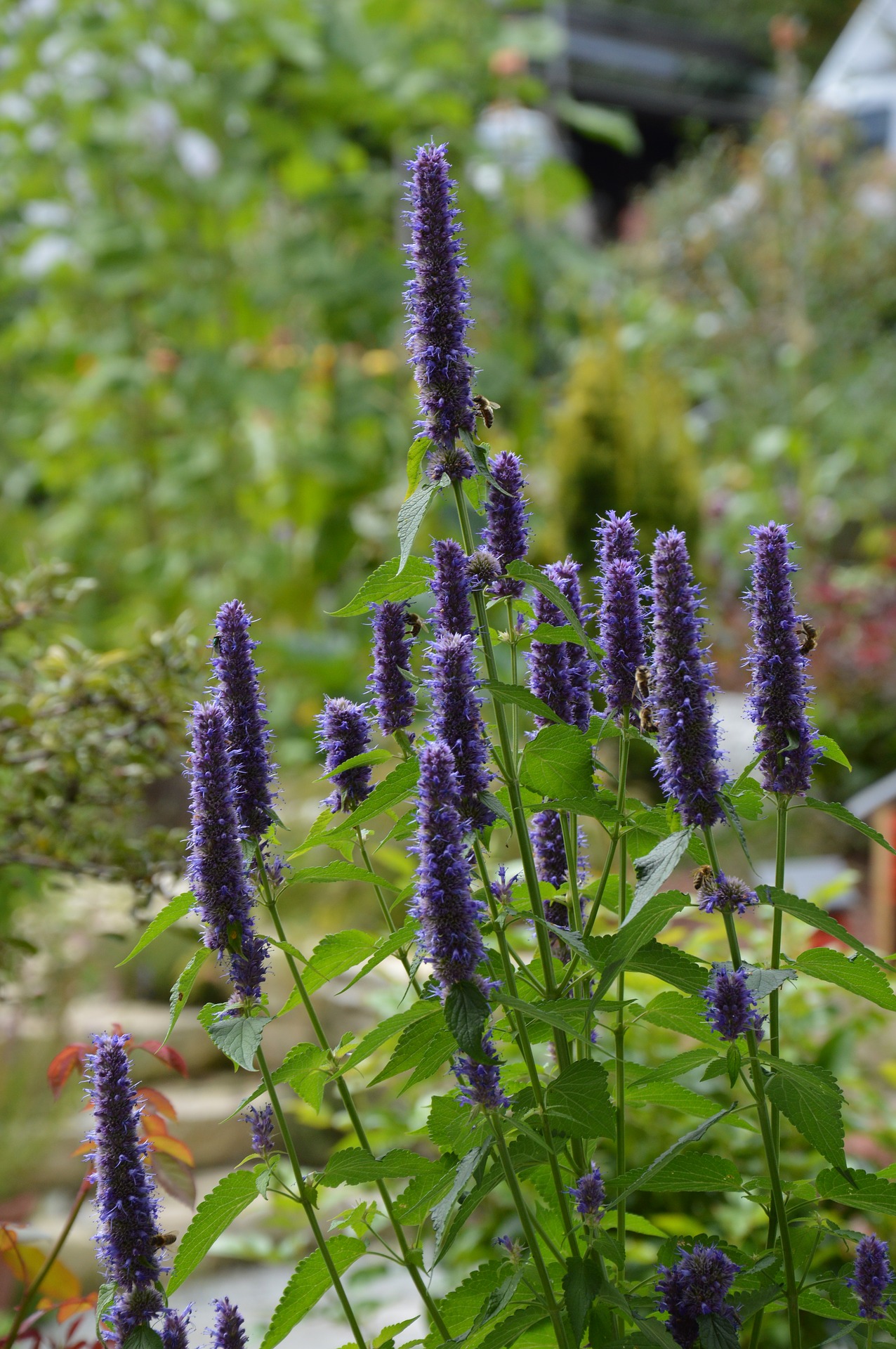 Agastache