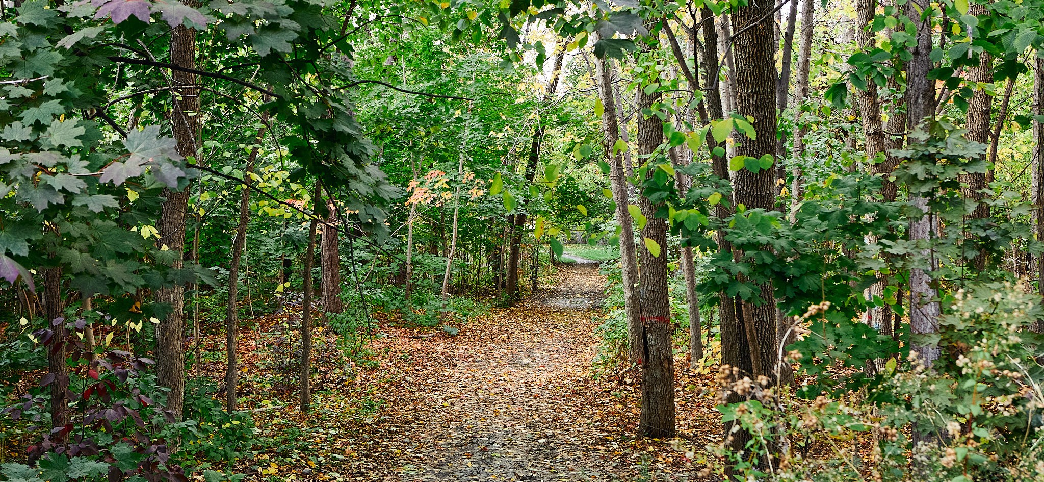 Parc du Mail Ville de Montréal