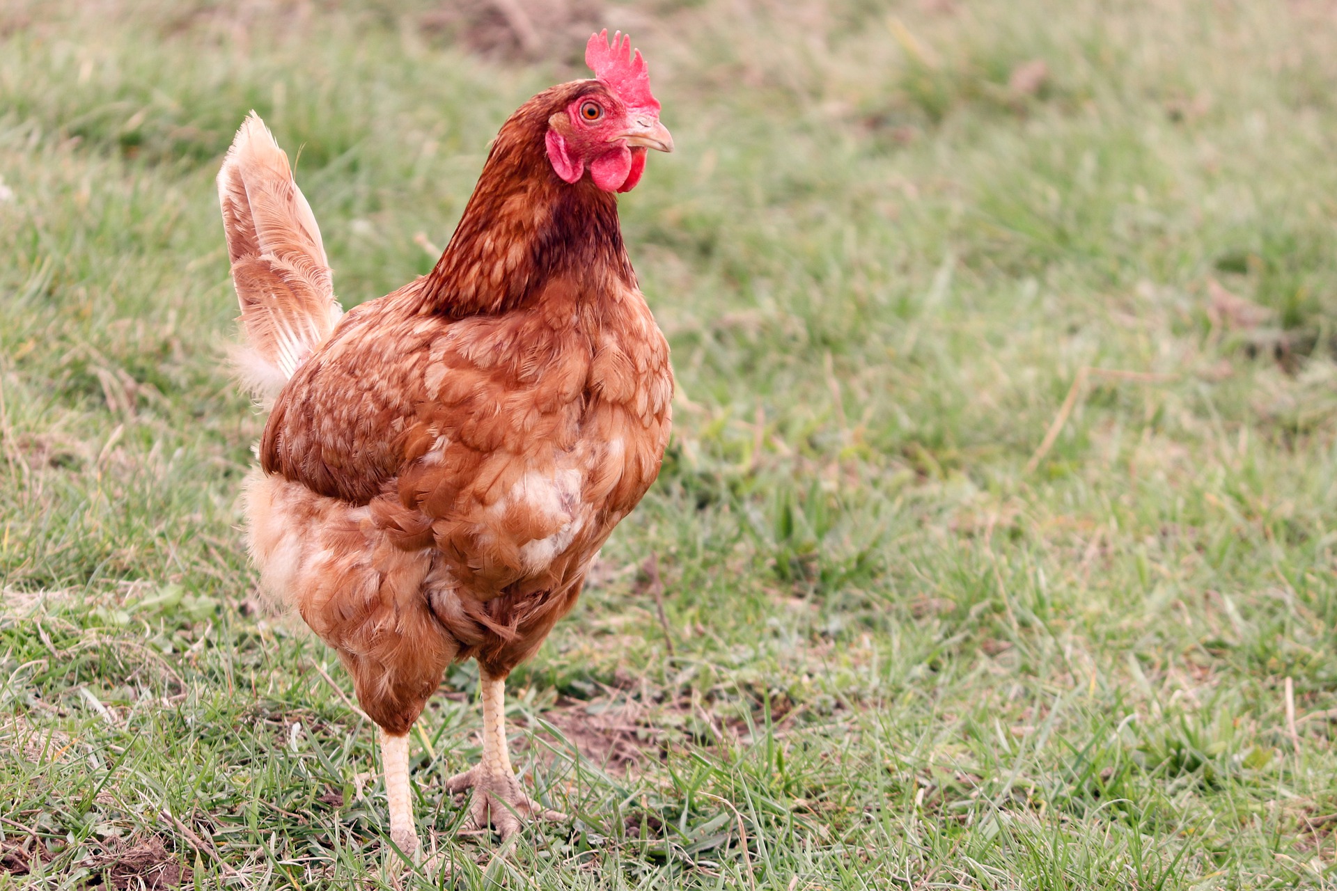 Les poules urbaines maintenant autorisées à MHM.