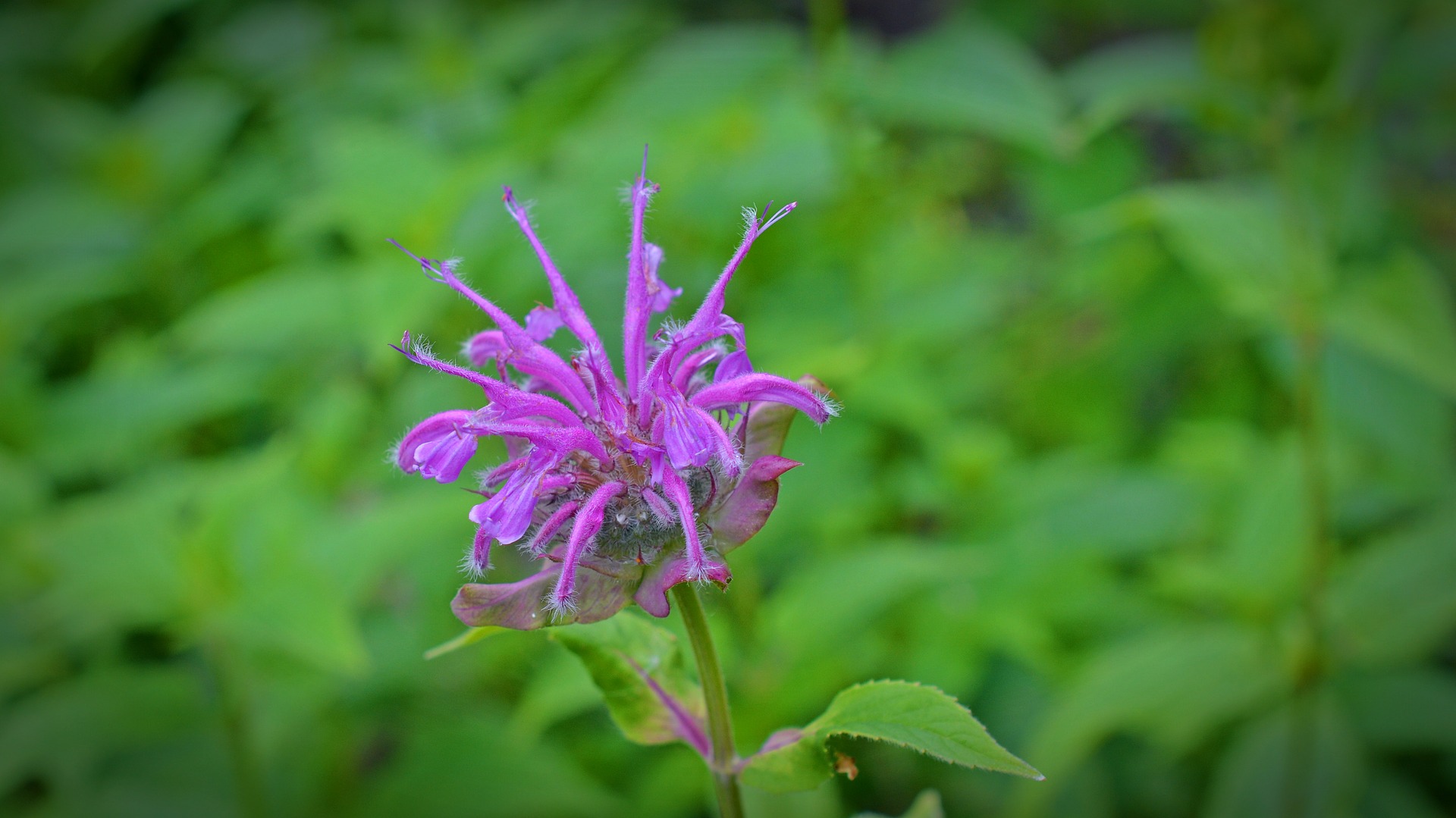 Monarda fistulosa