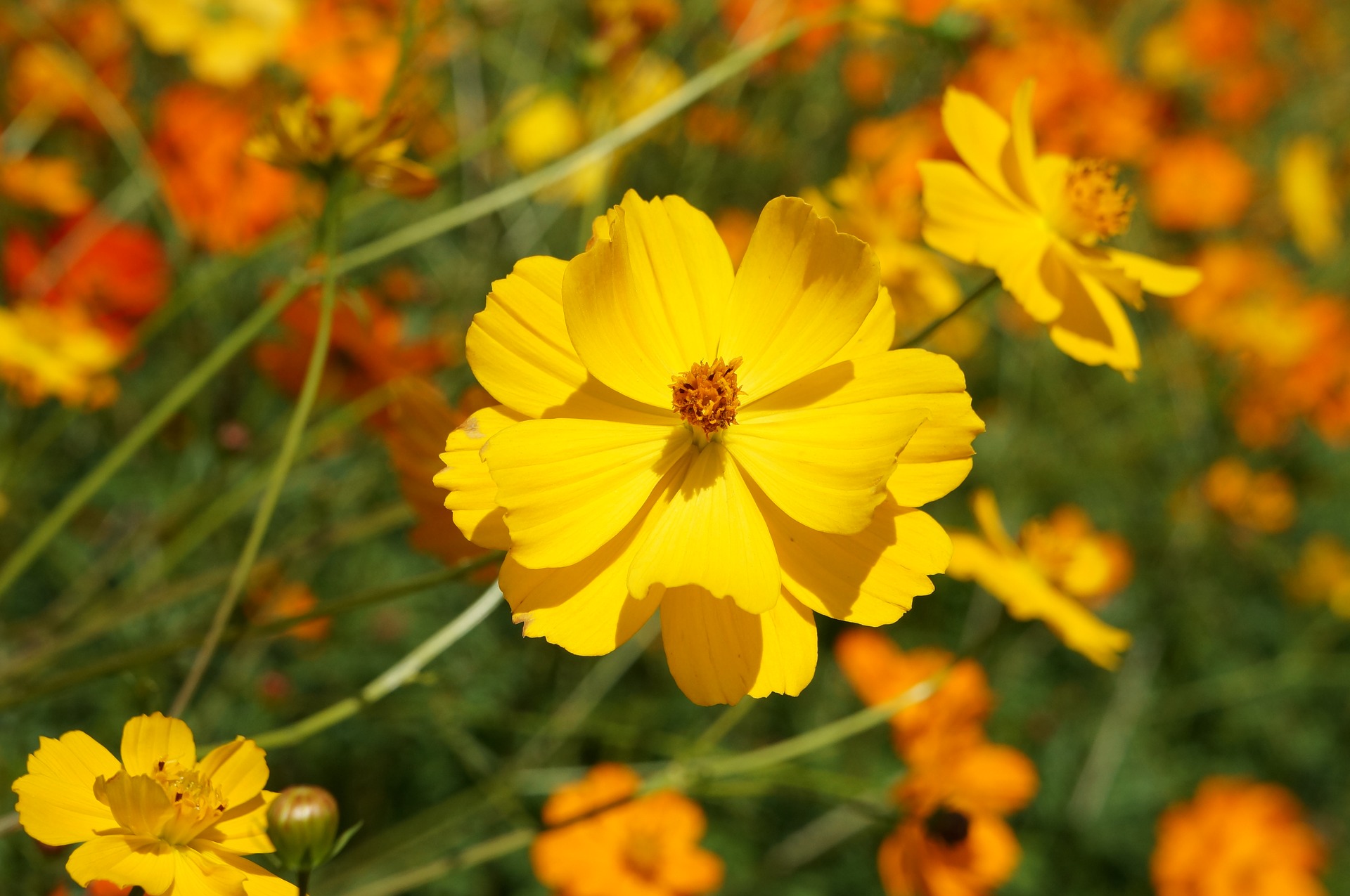 cosmos sulphureus