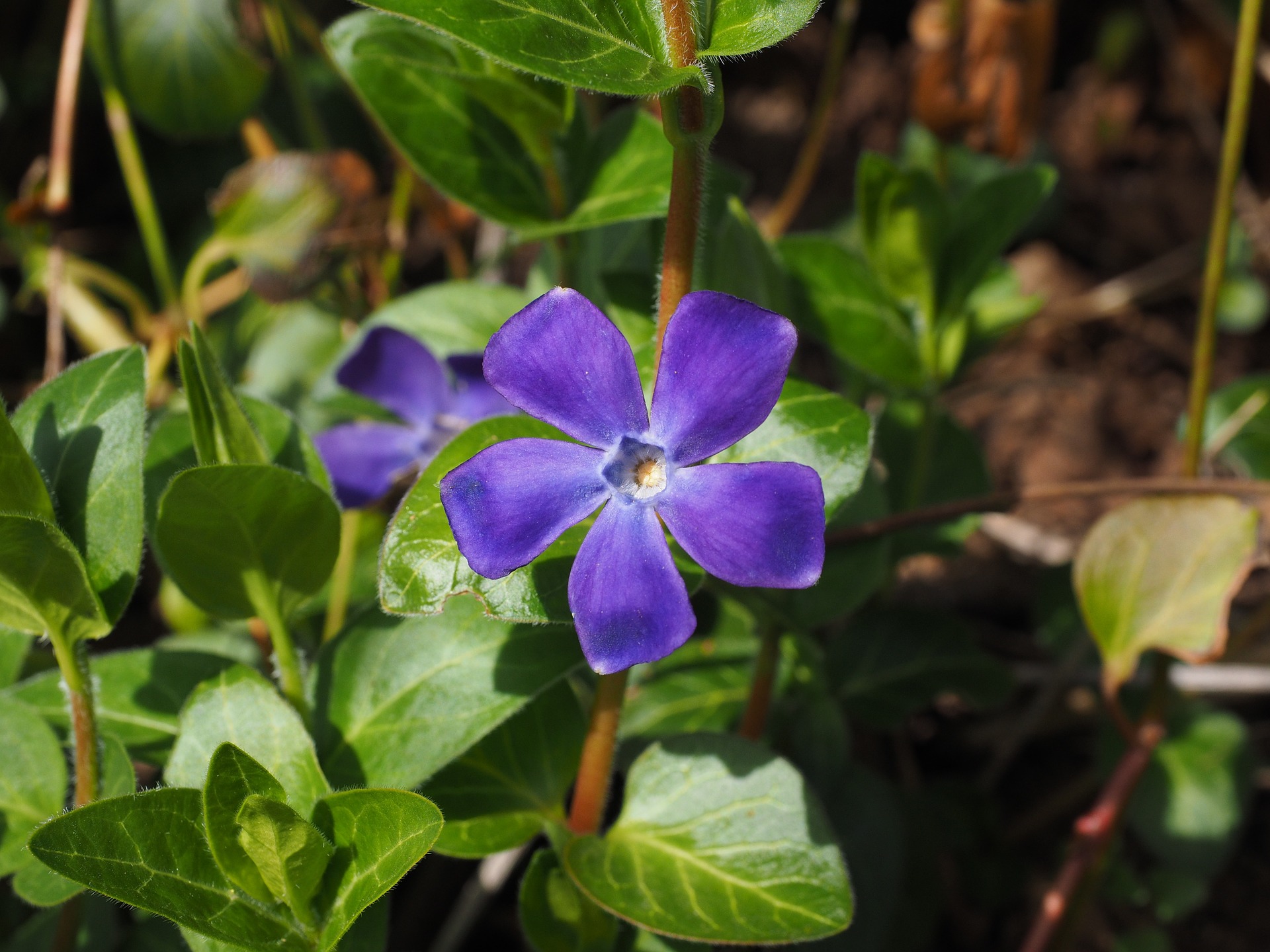 vinca minor