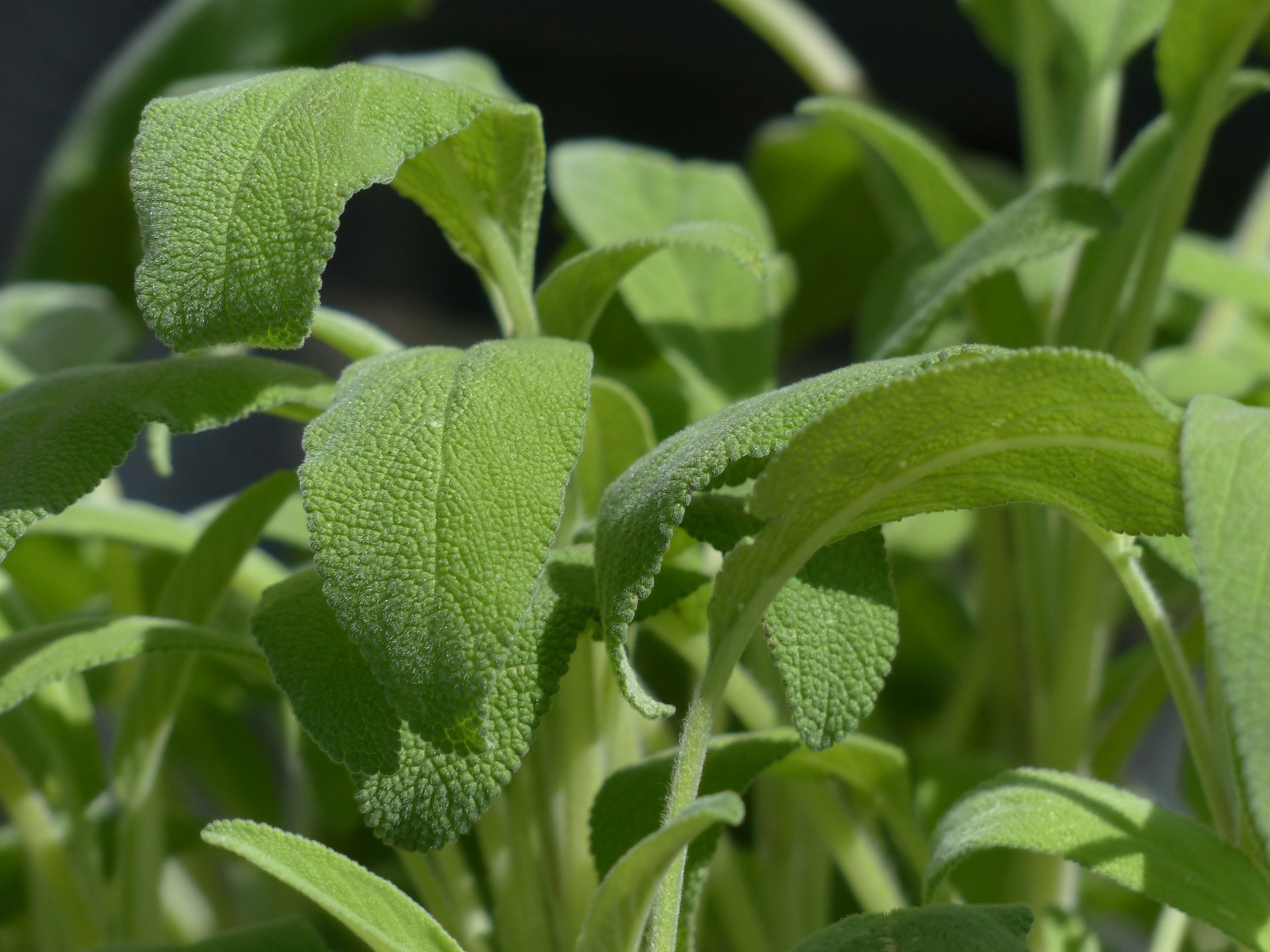 Salvia officinalis