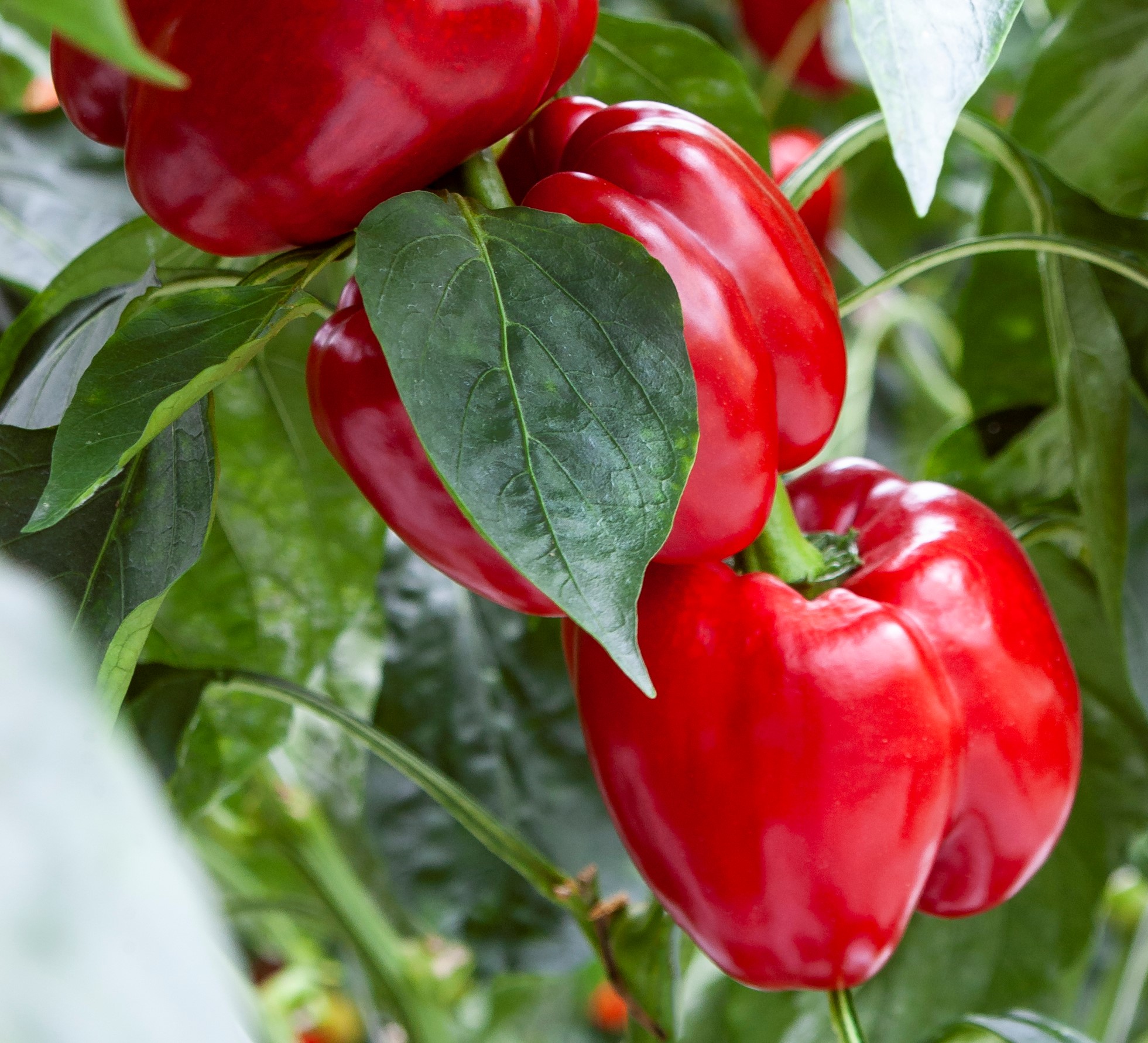 poivron rouge