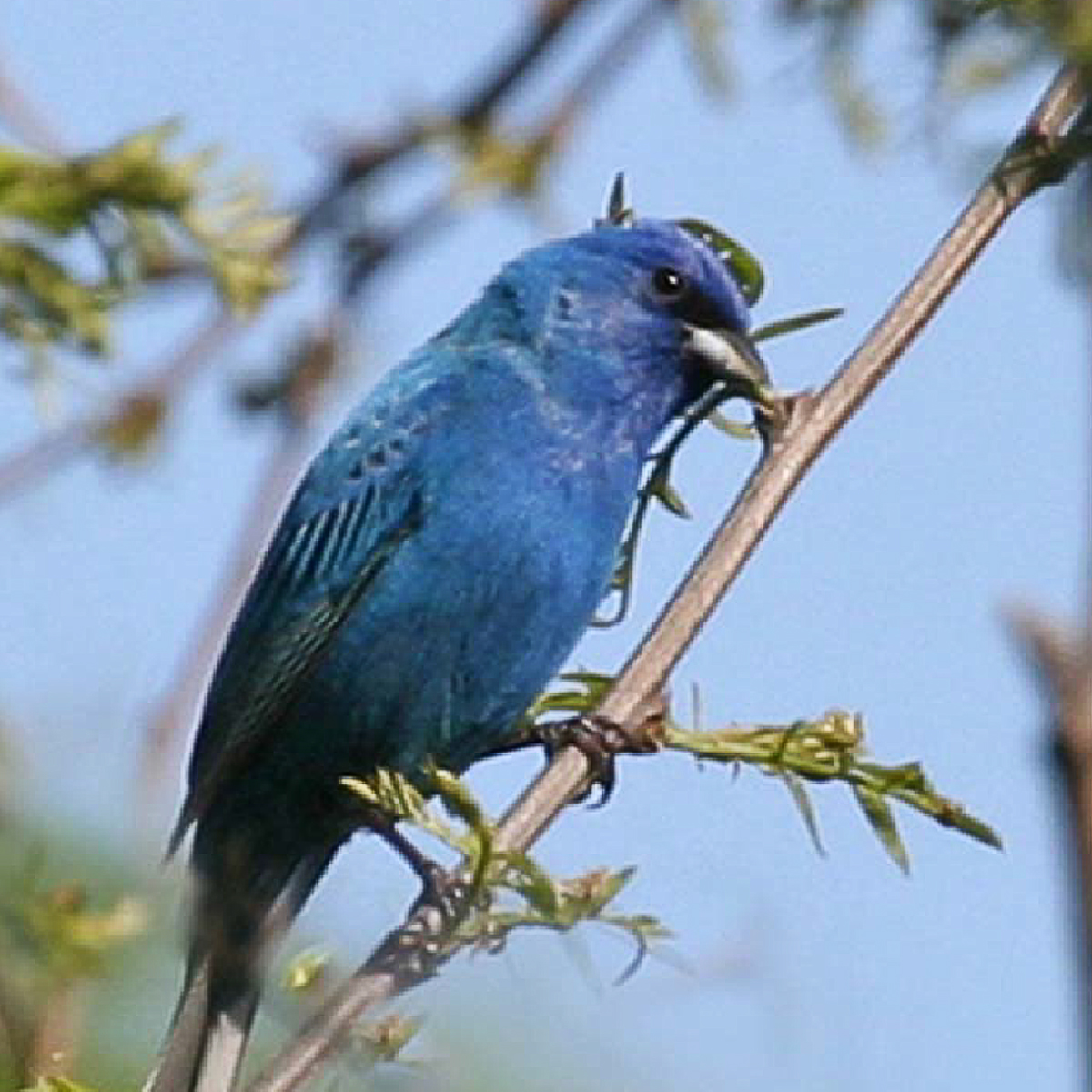 Passerin indigo