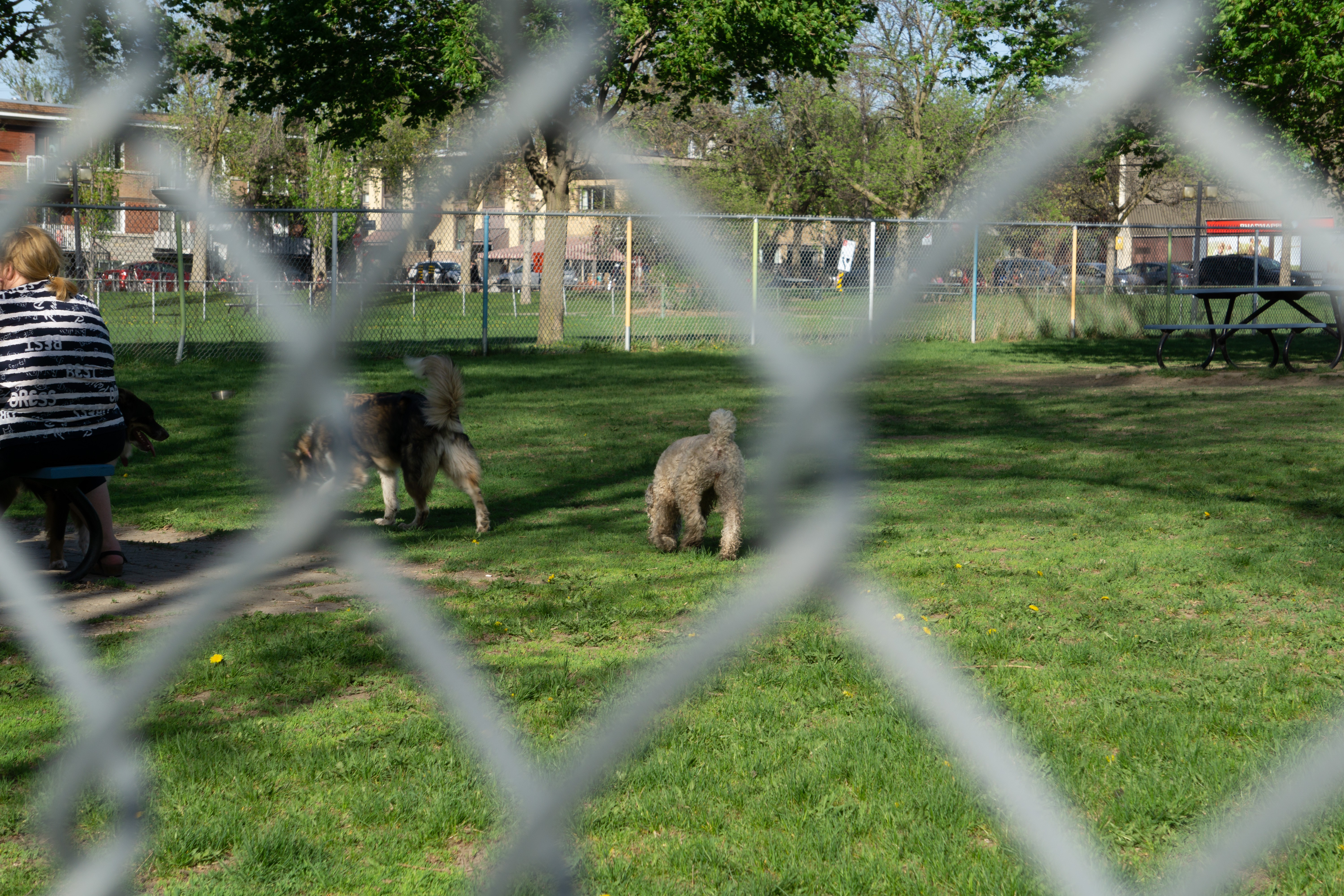 Parc à chiens du parc Ahuntsic