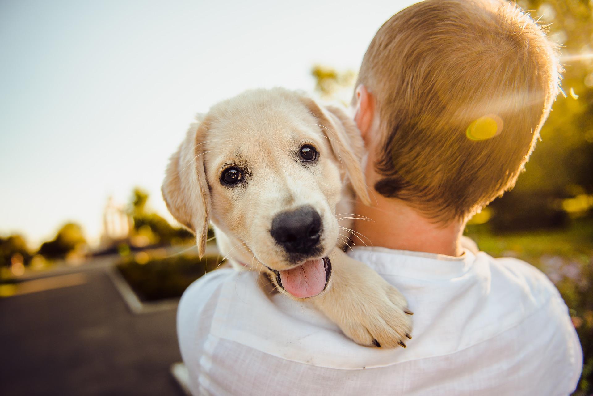 Chien avec enfant