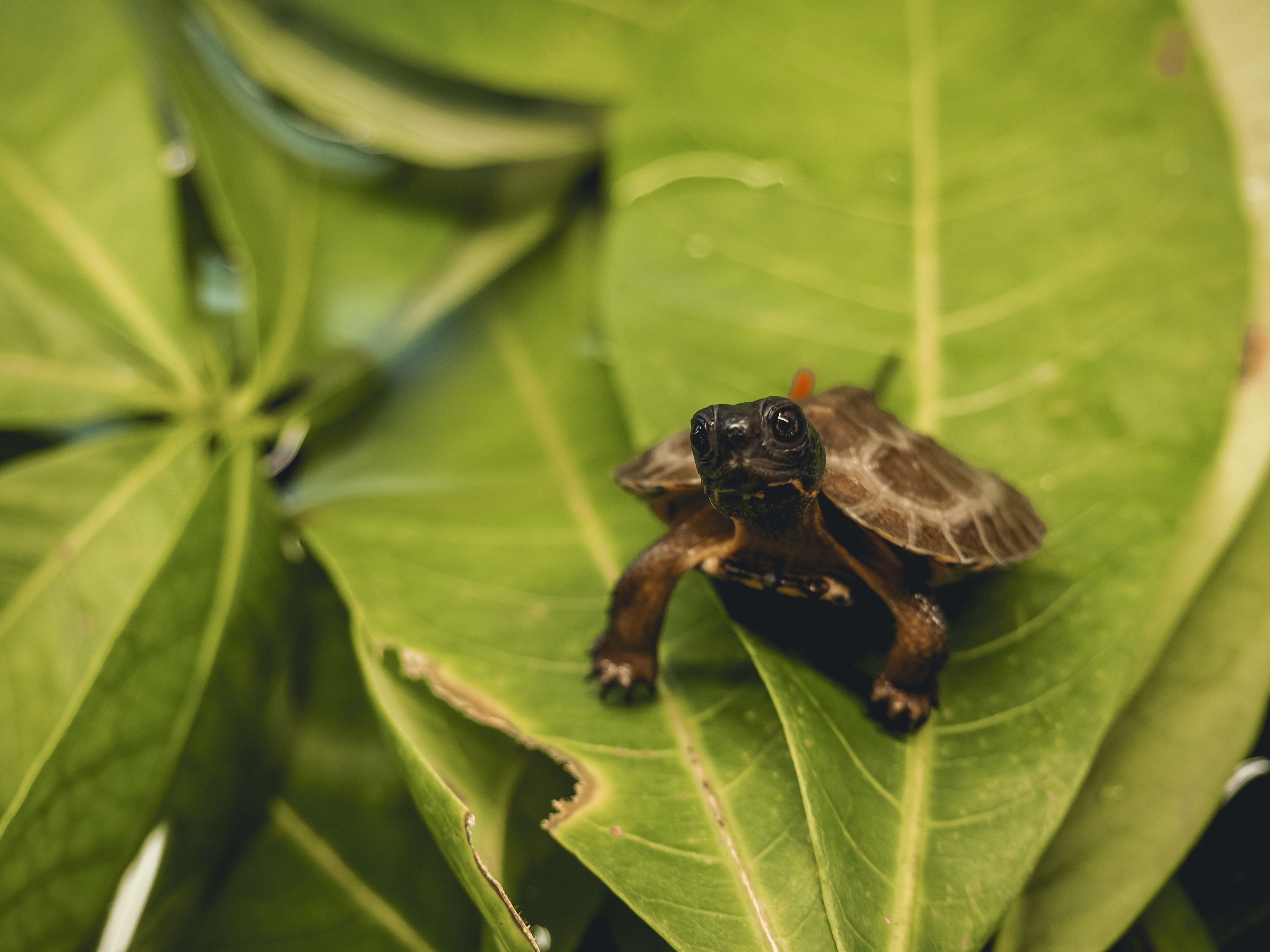 Baby wood turtle - 2022