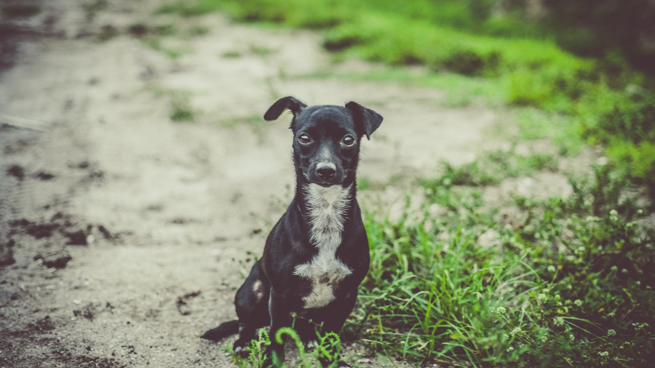 Chien perdu.