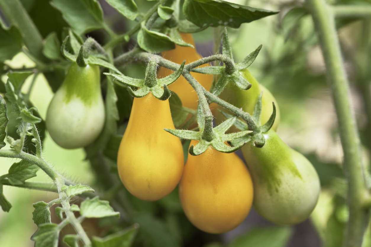 Tomate cerise « Poire jaune »
