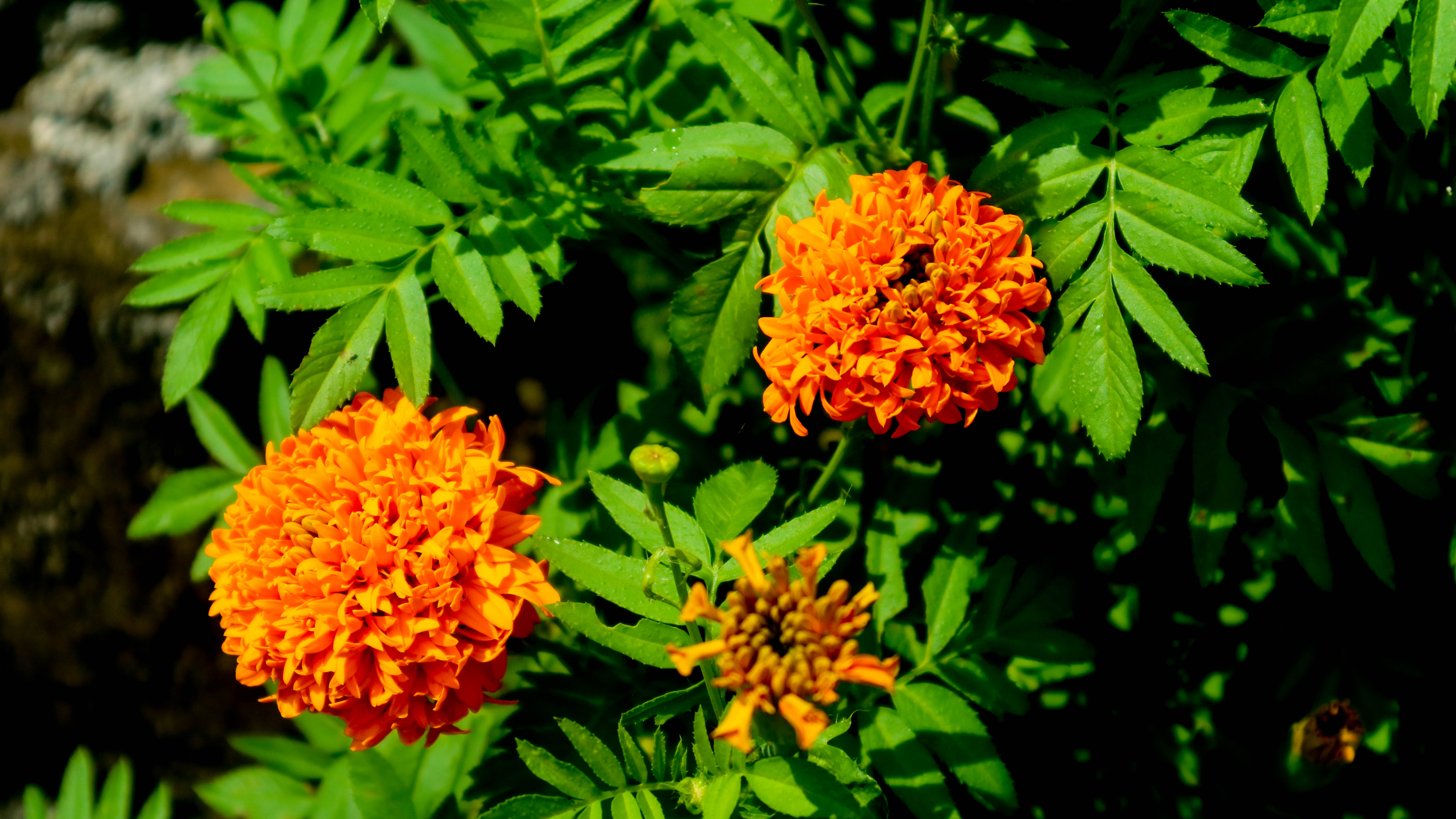 Tagète jaune (tagetes patula)