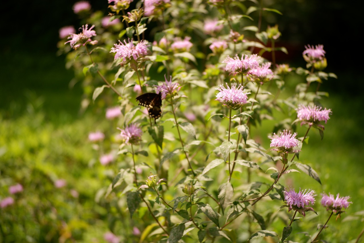 Monarde fistuleuse (monarda fistulosa)