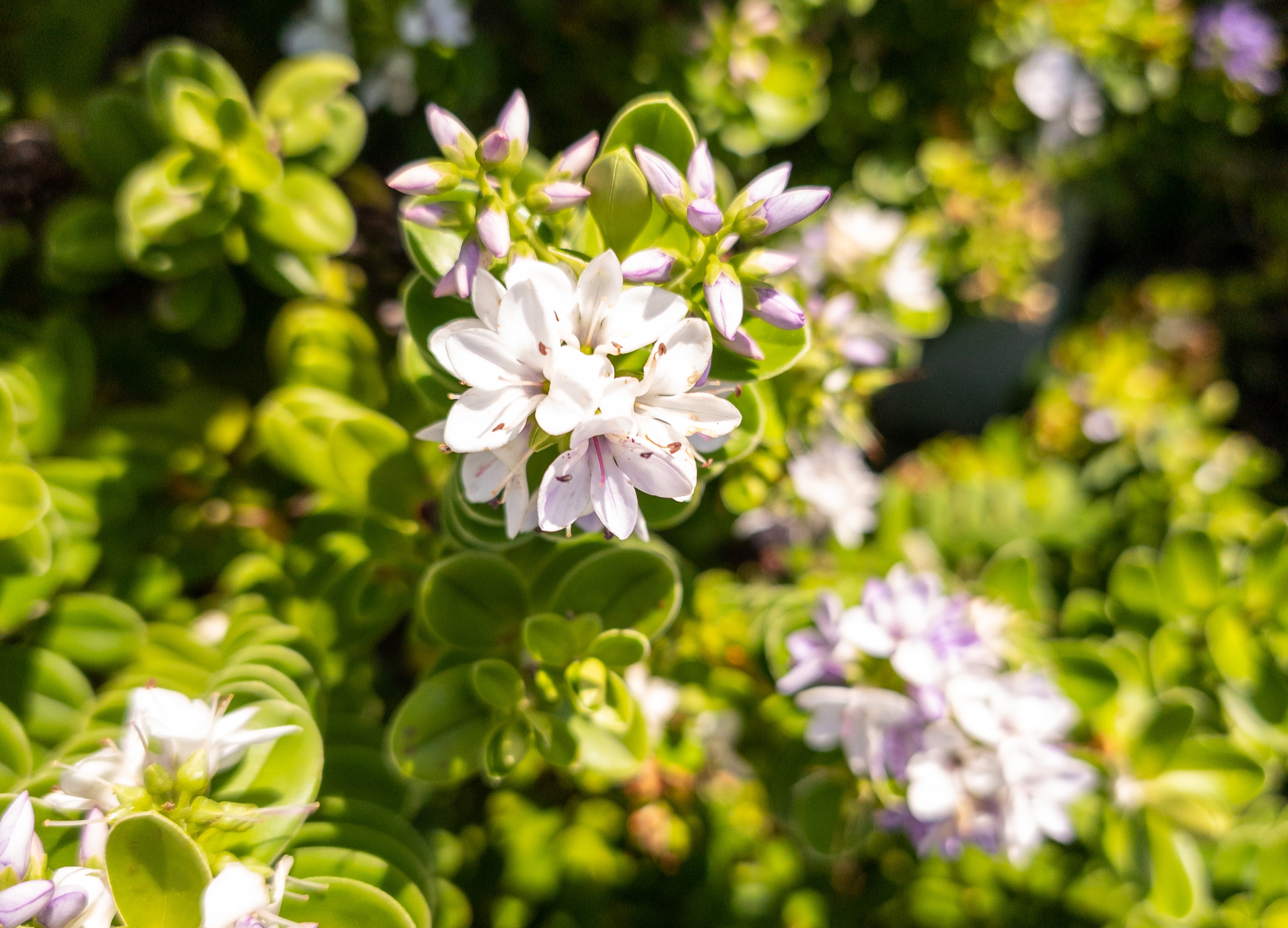 Origan doré (origanum vulgare aureum)