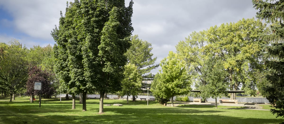 gazon avec des arbres au bord de la rivière